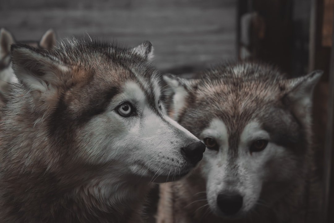 discover the benefits of therapy dogs and how they provide comfort, support, and companionship to people in need.