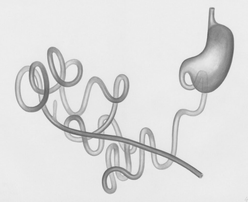 learn about digestion, the vital process that breaks down food into nutrients for energy and body function.