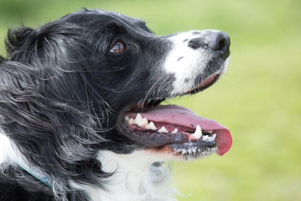 learn effective tips and best practices for maintaining your dog's oral hygiene to ensure healthy teeth and gums.